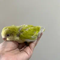 طوطی راهب