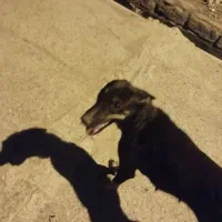 سگ ژرمل