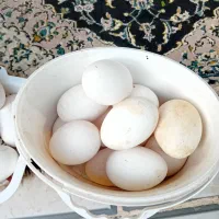 تخم غاز|حیوانات مزرعه|مزرعه کتول, |دیوار