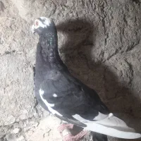 گم شده