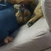 دزدیده شده|حیوانات|تهران, جنتآباد مرکزی|دیوار