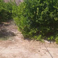 باغ|فروش زمین و ملک کلنگی|فورگ, |دیوار