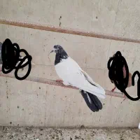 کبوتر ماده سینه دم سیاه