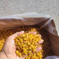 کشمش ومویز