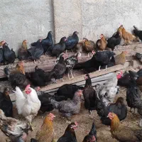 تخم مرغ نطفه دار رسمی  و  تخم بوقلمون نطفه دار