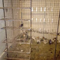 قفسه|فروشگاه و مغازه|سبزوار, غرب نیروگاه|دیوار