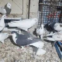 حدود 30 تا رنگه دم سفید سار و ساده طوقی