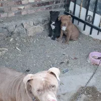 توله پیتبول|سگ|بازرگان, |دیوار