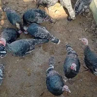 5عدد بوقلمون ماده|حیوانات مزرعه|هرسین, |دیوار