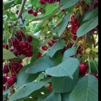 کارگر ساده هستم  پیام بدین