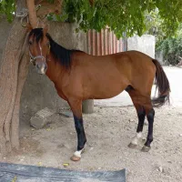 ۲ رس اسب نریان باری سواری