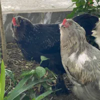 خروس برهما دورگه