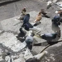 شهری بهبهانی