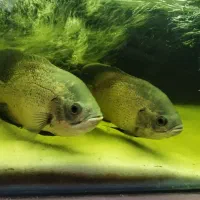 ماهی اسکار بزرگ 3عدد و2عدد لجن خوار اسپورت|ماهی|خوی, |دیوار