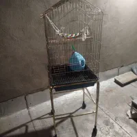 قفس پرنده و سنجاب