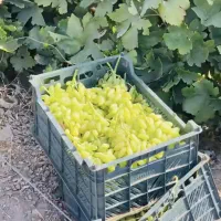 ۴۰ میلیون درآمد بیشتر از هر هکتار|خوردنی و آشامیدنی|تهران, ورزشگاه آزادی|دیوار