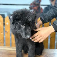 سگ ژرمن توله|سگ|تهران, بوستان چیتگر|دیوار