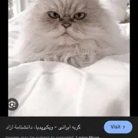 گربه ای پیدا کردم