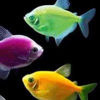 ماهی کالرویدو/ کت فیش / کریدوراس