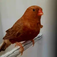 فنچ ستاره ای ابلغ ، فول اورنج درصد بالا