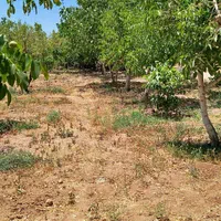 فروش زمین ۶۶۶ متری در محدوده پل زمانخان شوراب|فروش زمین و ملک کلنگی|اصفهان, فیض|دیوار