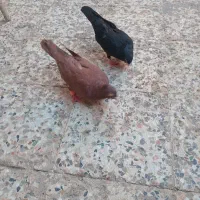 کبوتر
