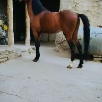اسب فنوتیپ دار ۷ به ۸ سال