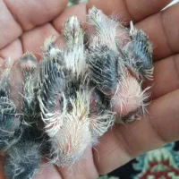 جوجه سهره قناری ابلغ