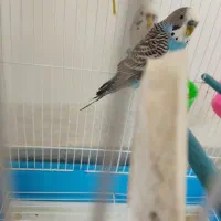 یک جفت مرغ عشق مولد و سالم|پرنده|بوکان, |دیوار