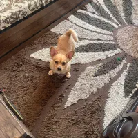 شیواوا|سگ|میناب, |دیوار