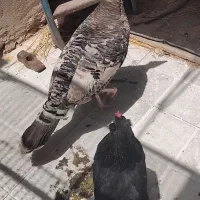 بوقلمون و مرغ تخمگزار