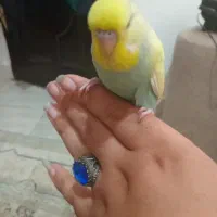 مرغ عشق رینبو و رینبو انگلیسی