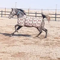 اسب نریان ترکی|اسب و تجهیزات اسب‌سواری|تهران, خزانه|دیوار