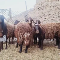 بره ماده ، میش