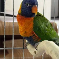 ۲ عدد لوری کیت سخنگو