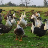 اردک چاق|حیوانات مزرعه|ماکلوان, |دیوار