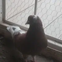 یه جفت کبوتر نرو ماده