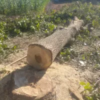 خریدار چوب درخت