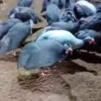 مرغ روسی(شاخدار)|حیوانات مزرعه|رودسر, |دیوار