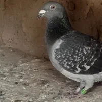 این کبوتر ها رو دزد برده هر کی پیداکن|حیوانات|هیرمند, |دیوار