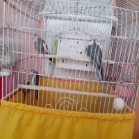 عروس هلندی وات فیس نر