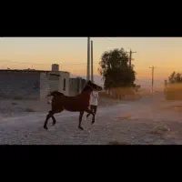 اسب