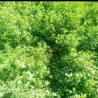 بذر یونجه پایه بلند سربند