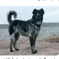 سگ همه چی تمام