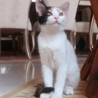 واگذاری رایگان|گربه|اراک, |دیوار