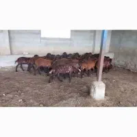 بره ماده ۳۰ راس|حیوانات مزرعه|مشهد, اروند|دیوار