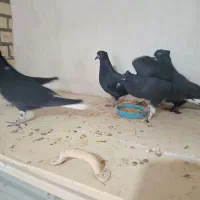 سلام چند تا کفتر زاغ دم سفید