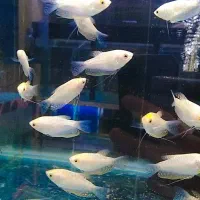 ماهی زینتی|ماهی|سبزوار, پیام|دیوار