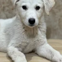 واگذاری  رایگان