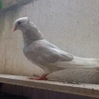 کبوتر هما جوانه نر